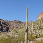 Organ Pipe Cactus NM 04